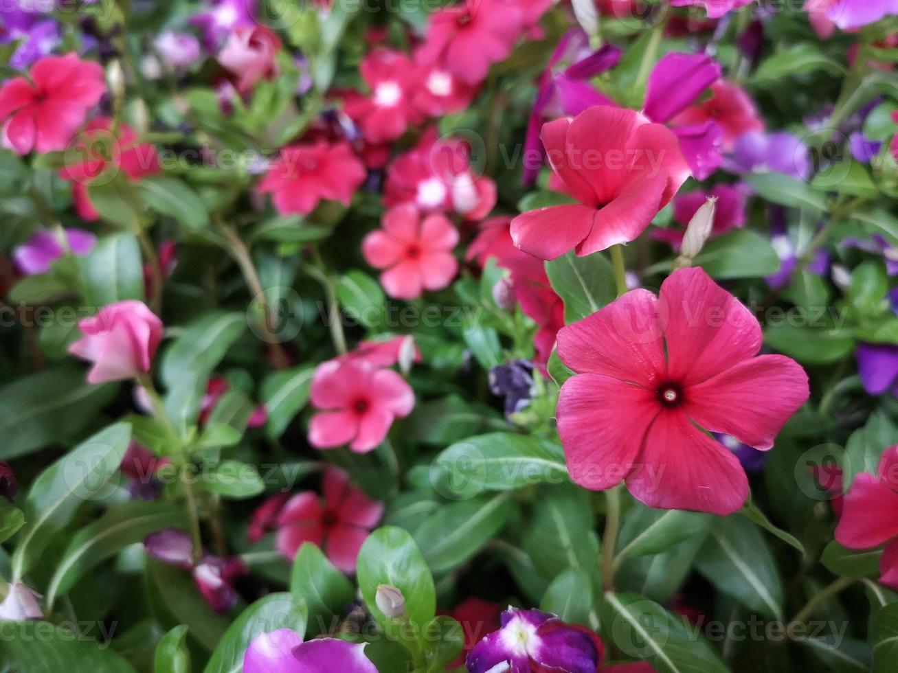 jazmín de cayena, bígaro, catharanthus rosea, bígaro de madagascar, vinca, apocynaceae nombre flor color rosa primavera en el jardín sobre un fondo borroso de la naturaleza foto