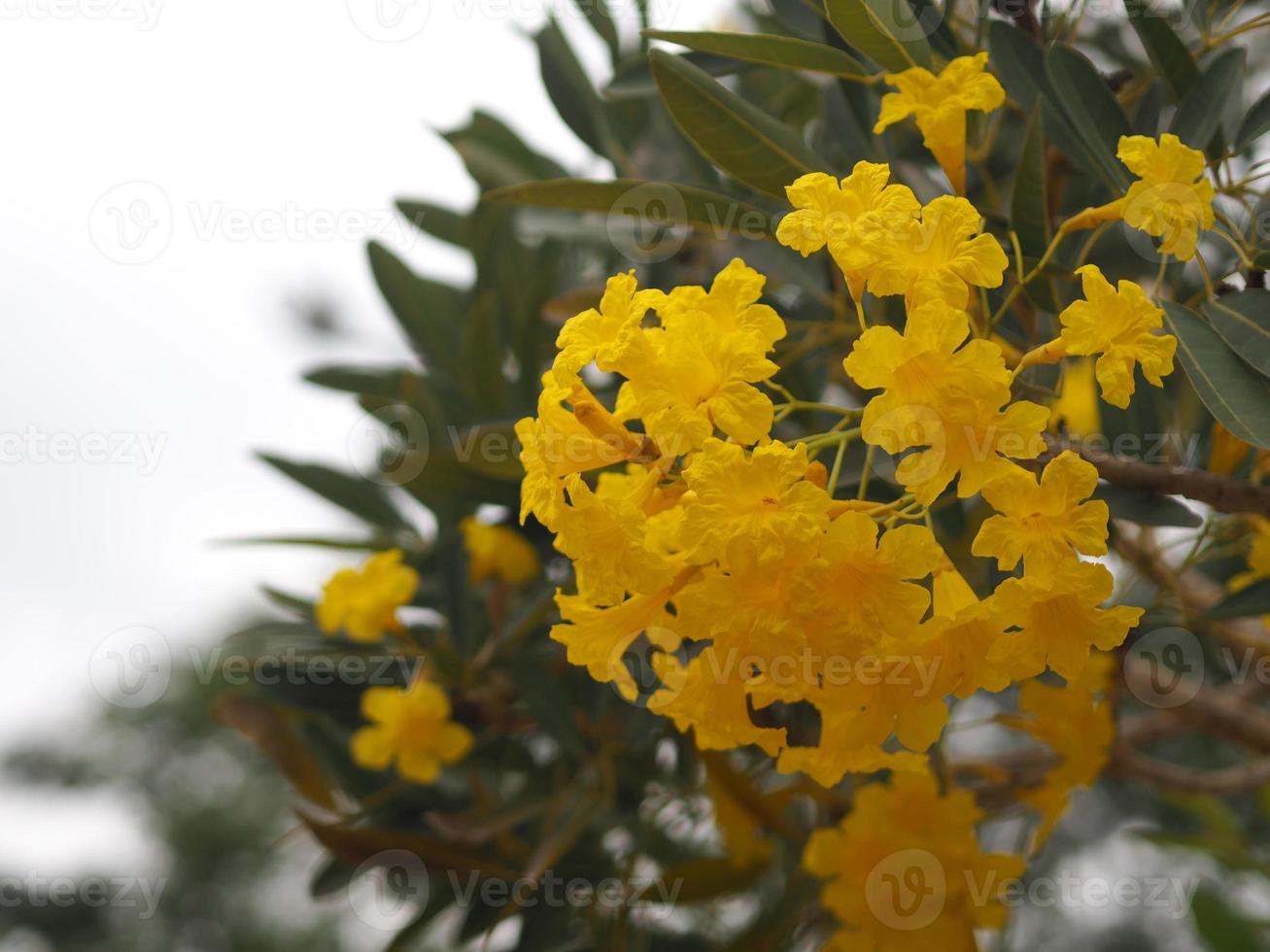 Paraguayan Silver Trumpet Tree, Silver Trumpet Tree, Tree of Gold, Tabebuia argentea Britton, Bignoniaceae yellow flower blooming tree in garden on nature background photo