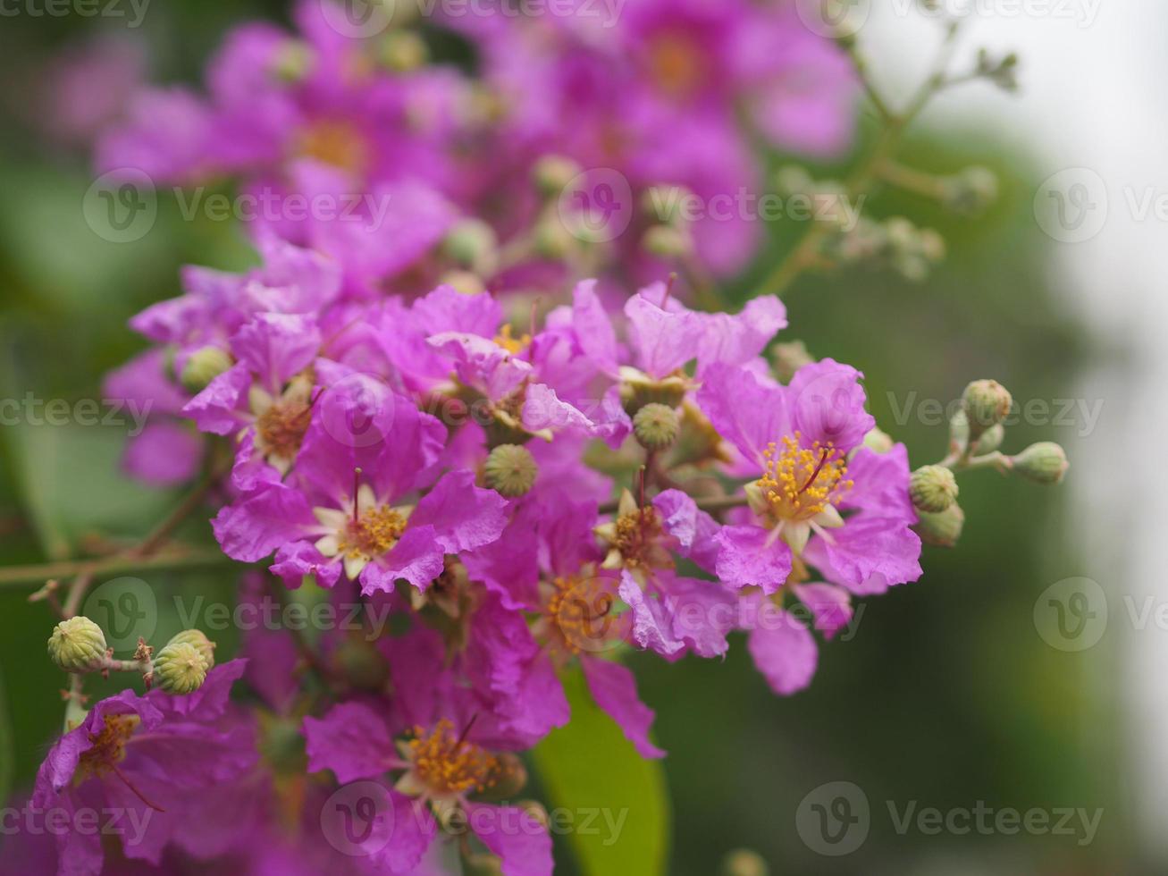 bungor, lagerstroemia floribunda jack ex blume árbol de flores violetas en el fondo de la naturaleza del jardín foto