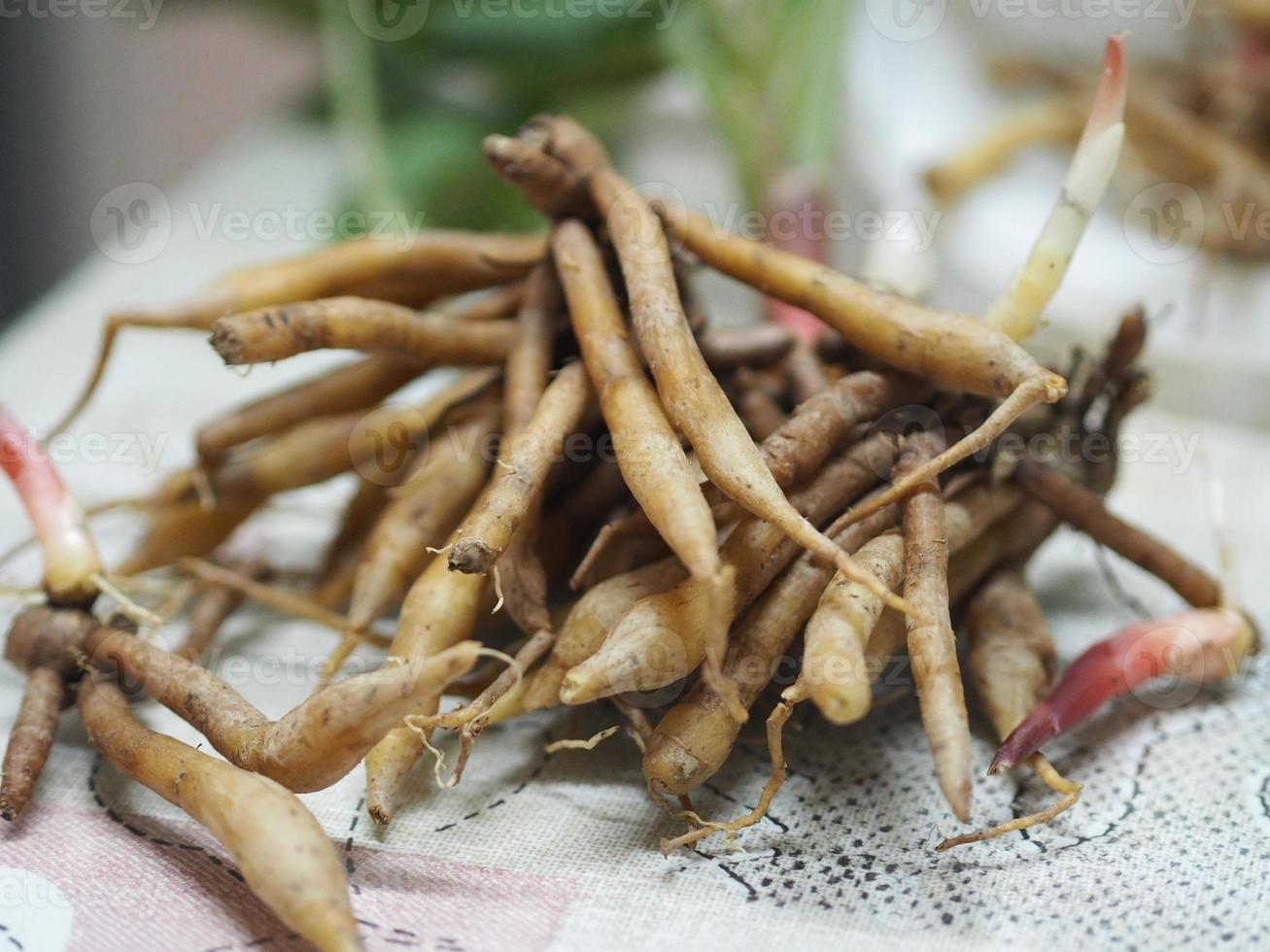 Krachai, Boesenbergia rotunda fingerroot, lesser galangal or Chinese ginger, is a medicinal and culinary herb ginger, Thai herb photo