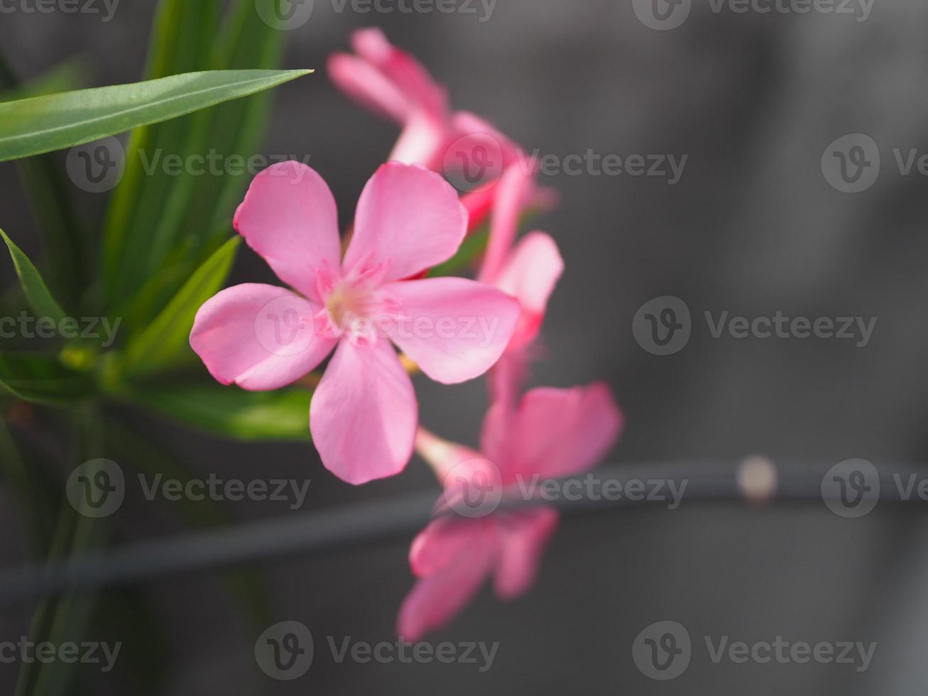 adelfa dulce, bahía rosa, adelfa nerium nombre árbol de flores rosadas en el jardín sobre un fondo borroso de la naturaleza, las hojas son de forma ovalada única, la punta y la base de la puntiaguda suave no gruesa dura foto