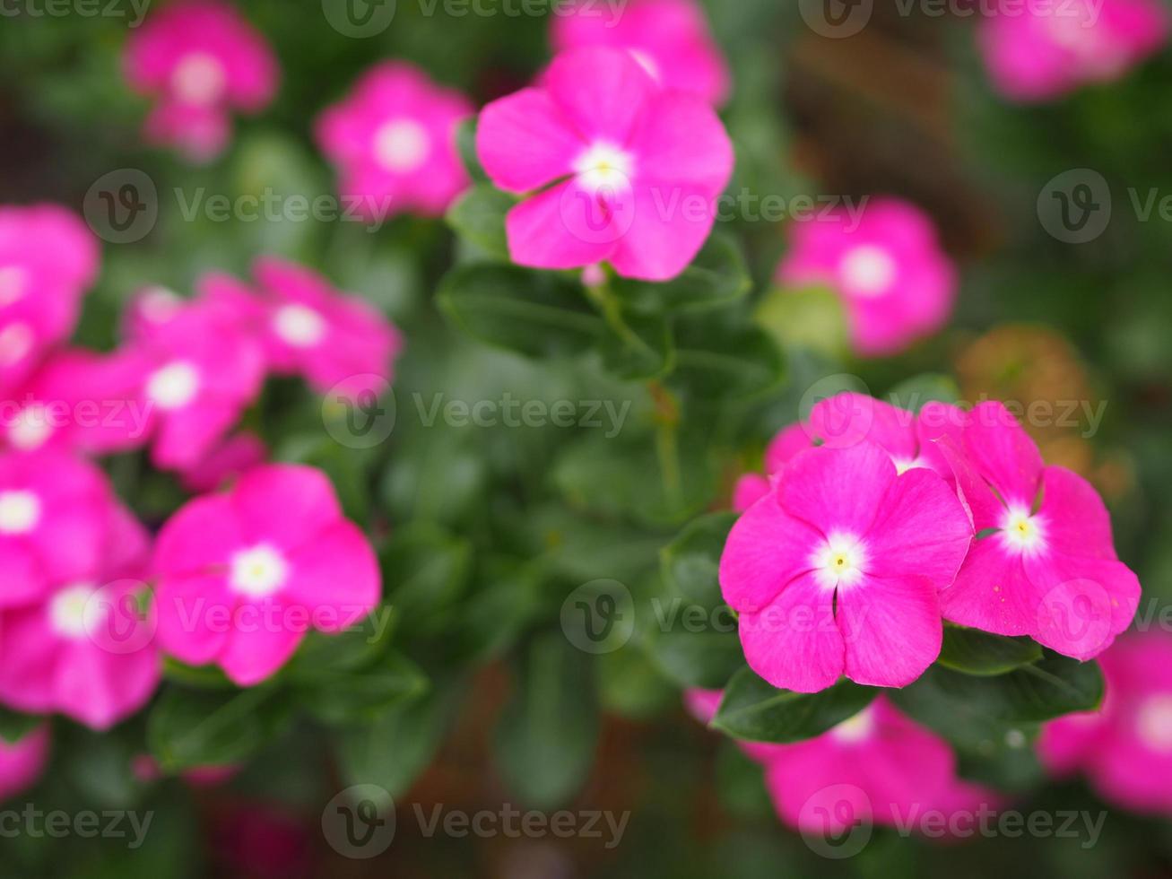 Common name West Indian, Madagascar, Bringht eye, Indian, Cape, Pinkle-pinkle, Vinca, Cayenne jasmine, Rose periwinkle, Old maid Scientific name Catharanthus roseus flower have pink color photo