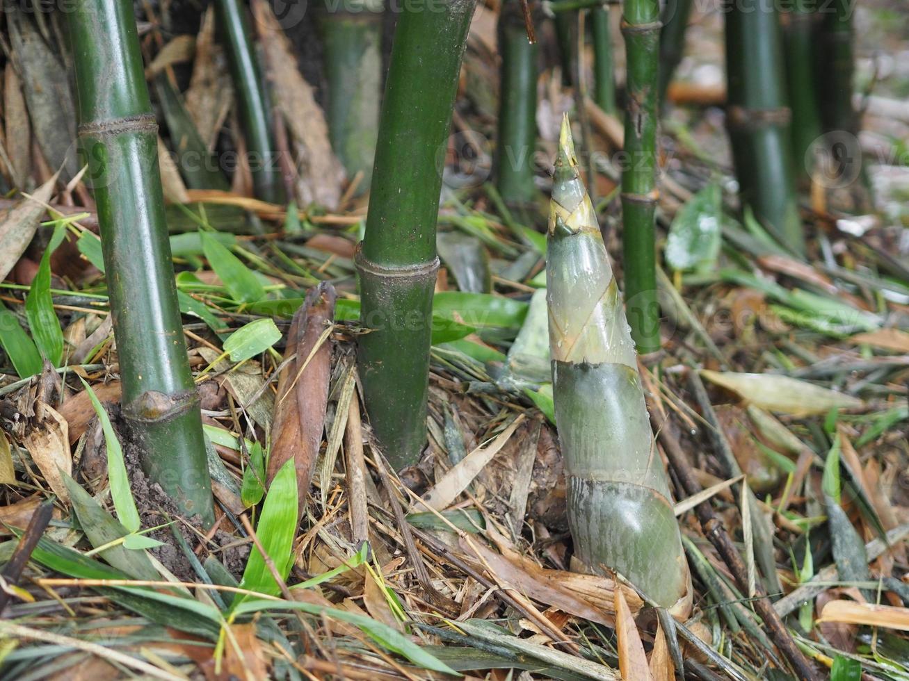 los brotes de bambú están creciendo, los brotes emergen del suelo, el fondo de la naturaleza de los alimentos vegetales foto