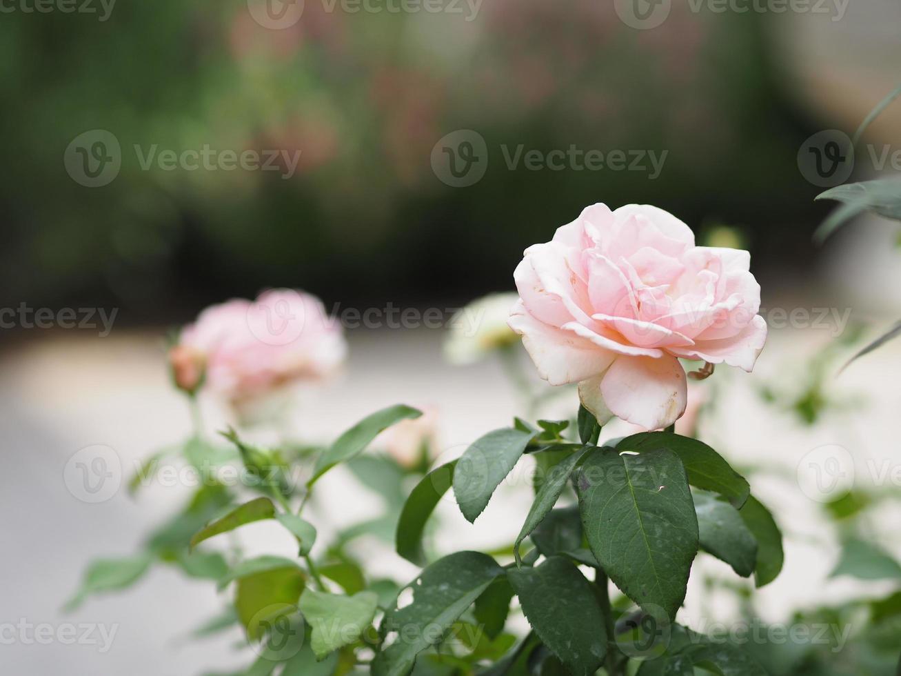 flor de rosa rosa floreciendo en el jardín borroso de fondo natural, concepto de espacio de copia para escribir diseño de texto en el fondo frontal para pancarta, tarjeta, papel tapiz, página web, tarjeta de felicitación día de san valentín foto
