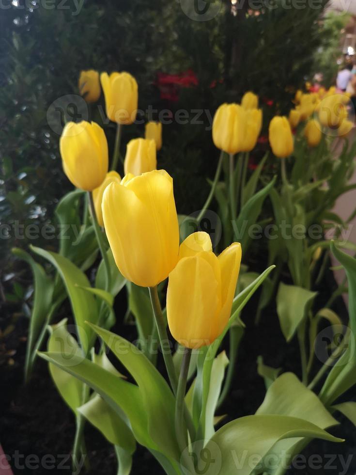 flor de tulipán amarillo en auge hermosa en la naturaleza de fondo borroso foto