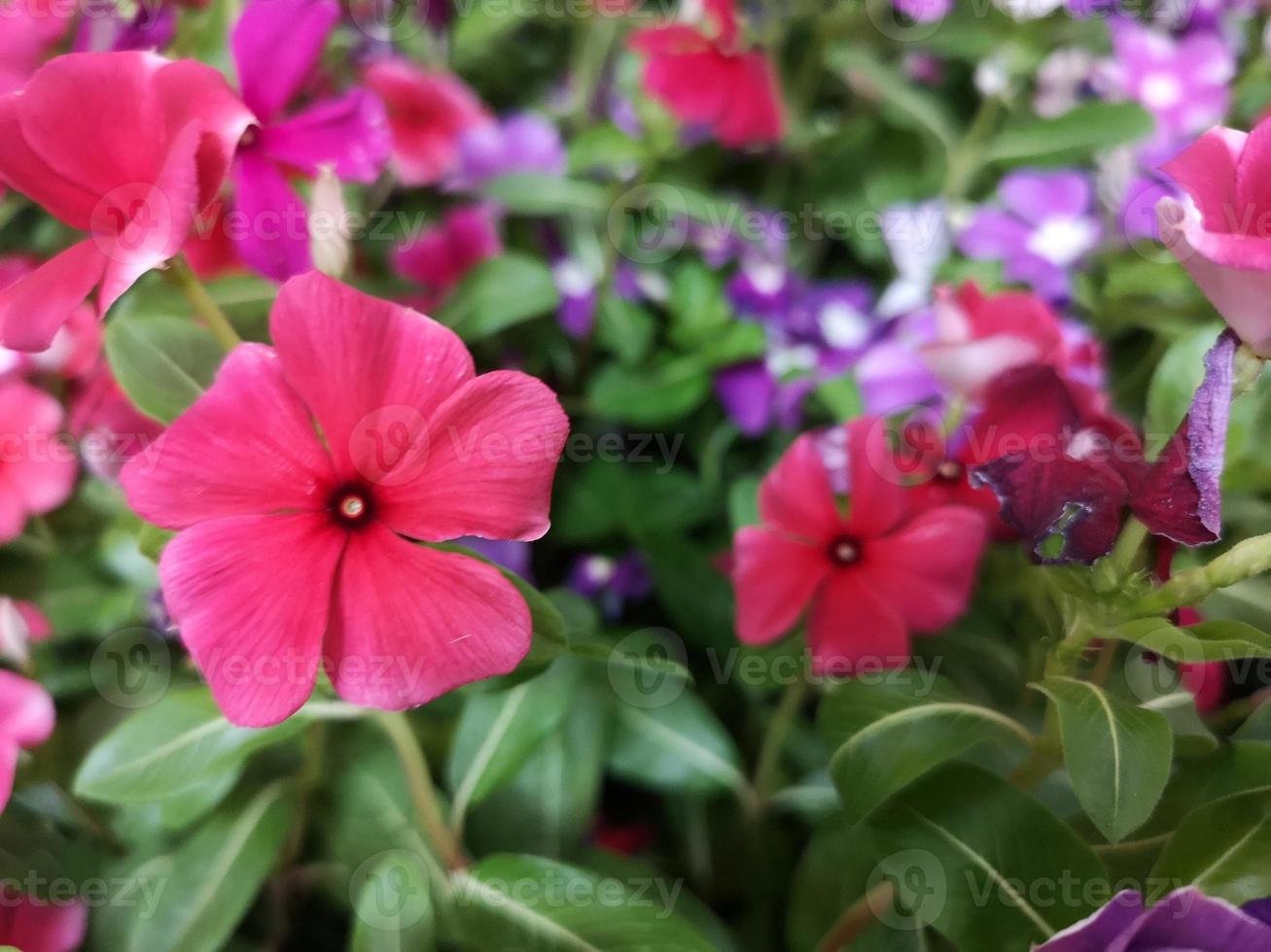 Cayenne Jasmine ,Periwinkle, Catharanthus rosea, Madagascar Periwinkle, Vinca, Apocynaceae name flower pink color springtime in garden on blurred of nature background photo