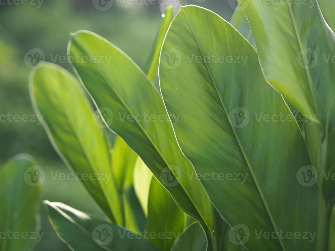 Closeup nature view of green leaf in garden at summer under sunlight. Natural green plants landscape using as a background or wallpaper. photo