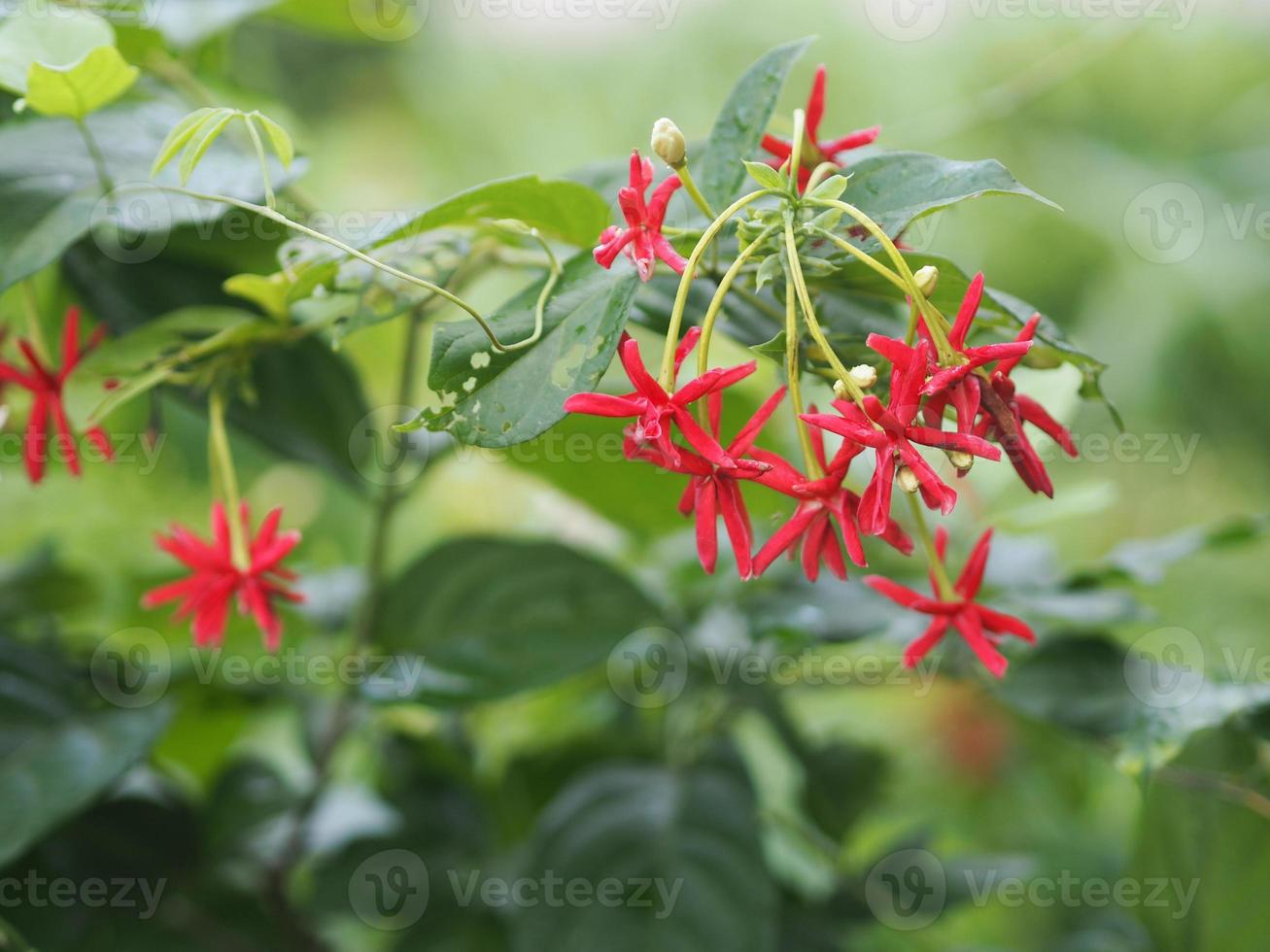 enredadera de rangoon, madreselva china, marinero drunen, combretum indicum defilipps nombre rojo rosa y flor blanca que florece en el jardín sobre un fondo borroso de la naturaleza foto