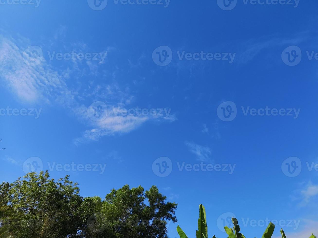 bush tree texture nature green leaves background Bark trunk rough surface texture plant and white cloud blue sky photo