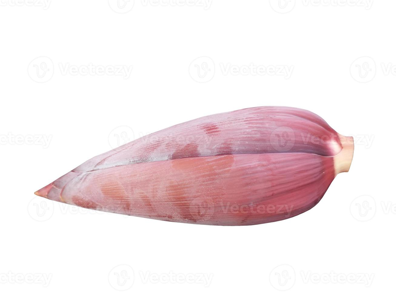 banana blossom, Vegetable flower Banana purple color blooming rip for food on white background photo