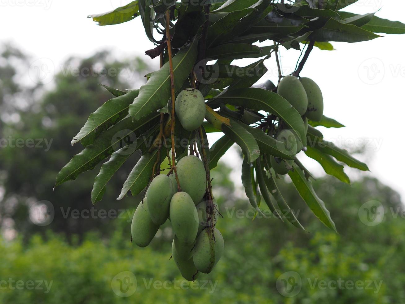 Green fruit is sour Scientific name Mangifera indica L. Var., Light mango on tree in garden blurred of nature background photo