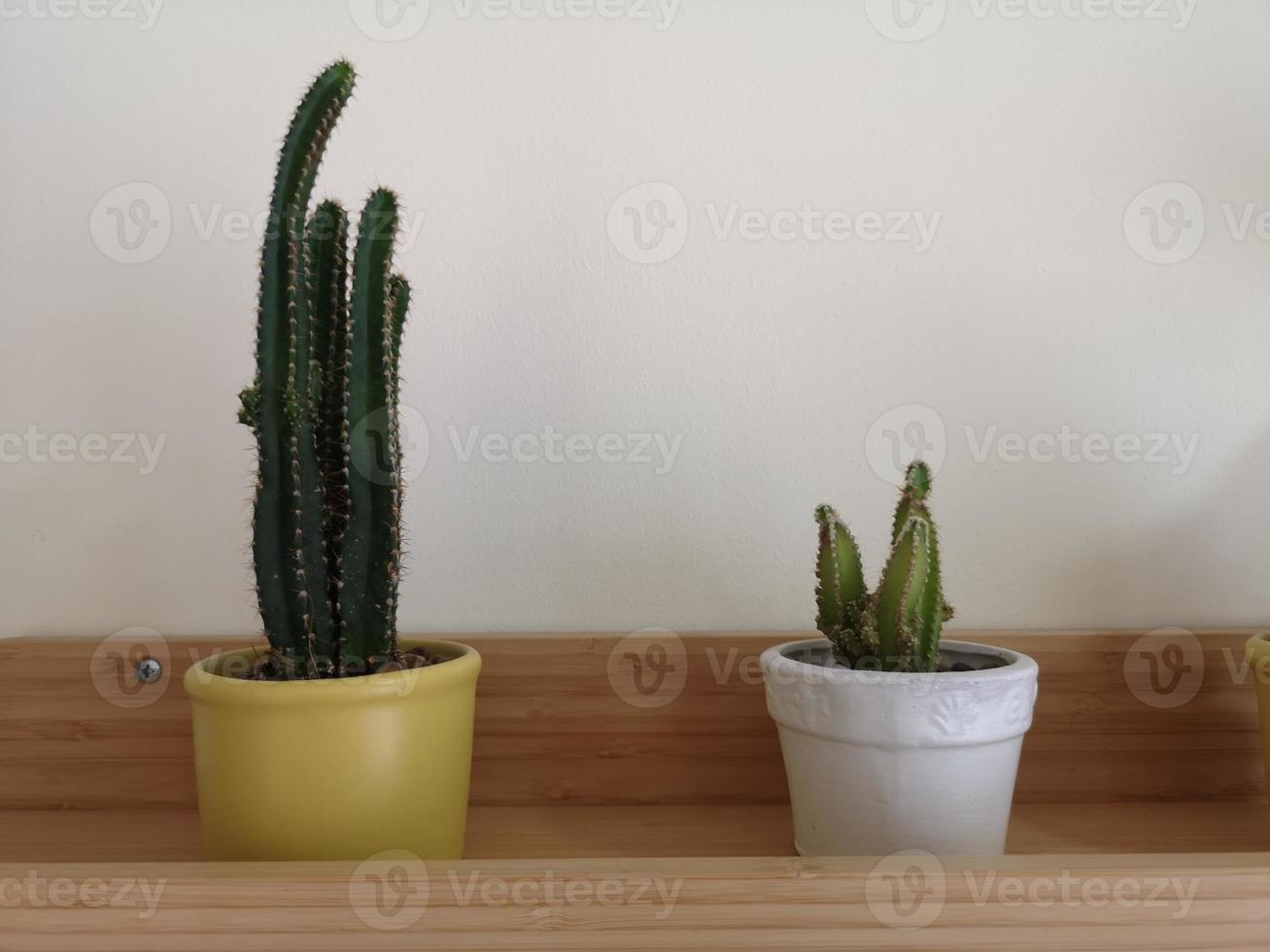 Cactus tree green trunk has sharp spikes around with flower blooming in Terracotta pot photo