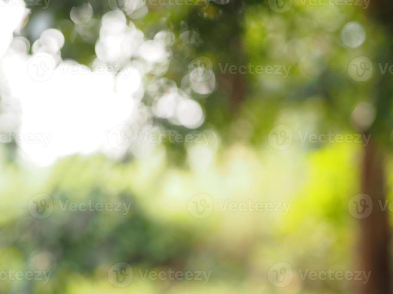 Abstract natural bokeh sunlight background tree stock photo