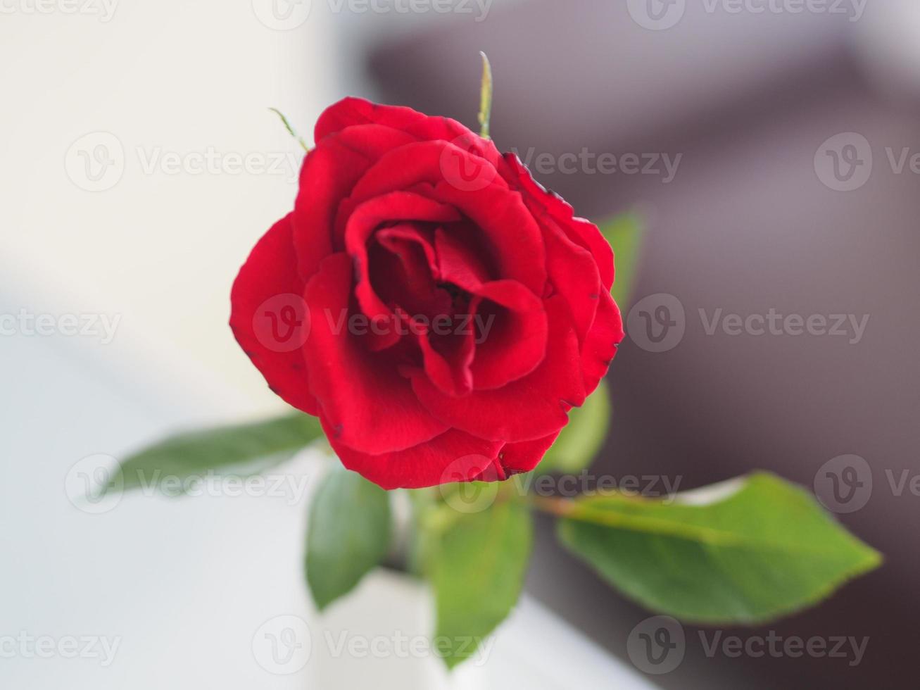 red Rose flower blooming in garden blurred of nature background, copy space concept for write text design in front background for banner, card, wallpaper, webpage, greeting card Valentine Day photo