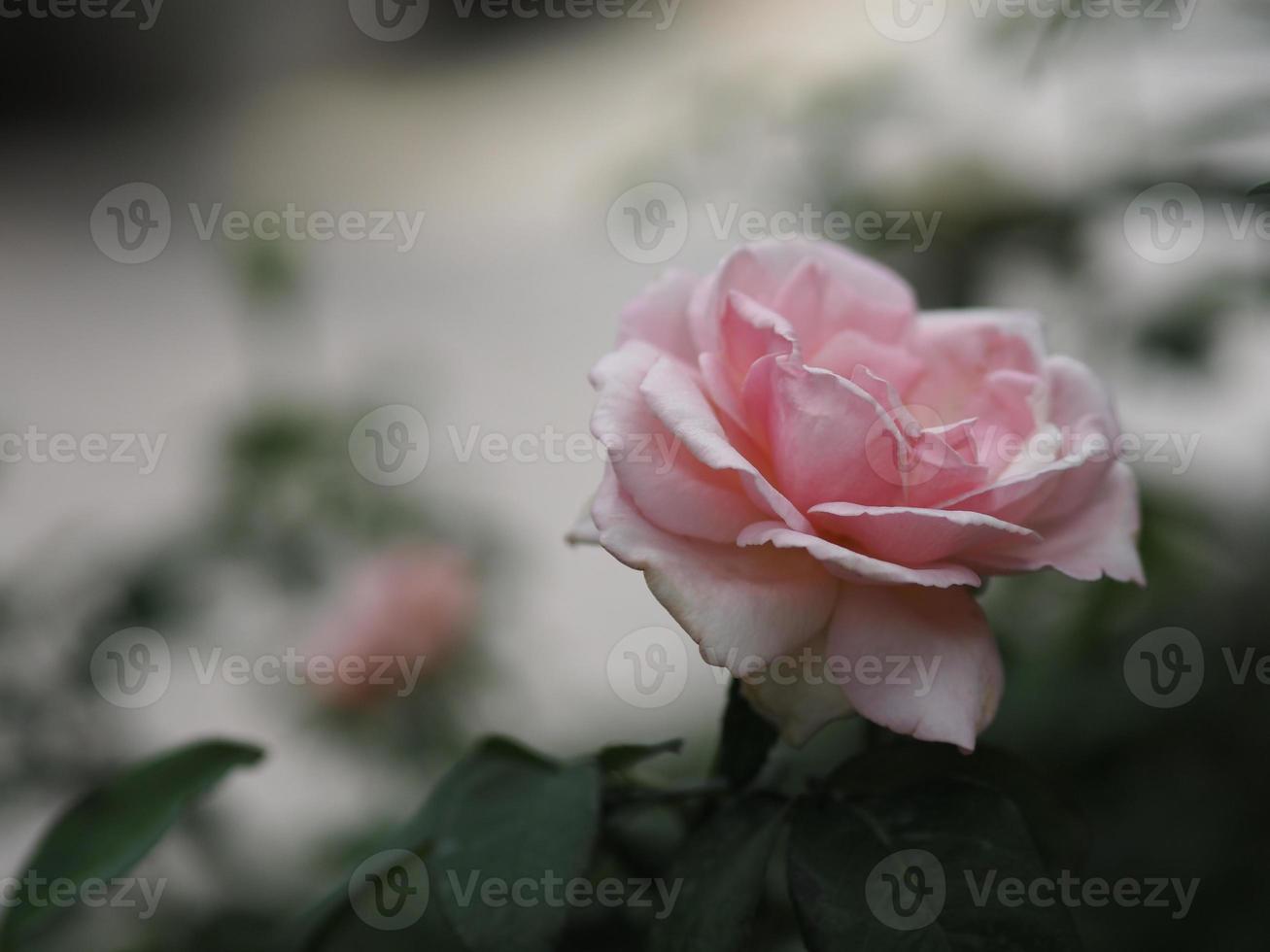 pink color flower blooming in garden blurred of nature background, copy space concept for write text design in front background for banner, card, wallpaper, webpage, greeting card Valentine Day photo