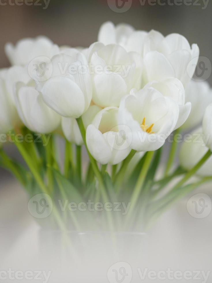 ramo de tulipanes blancos hermoso en auge en hierba clara sobre fondo  borroso 7467139 Foto de stock en Vecteezy