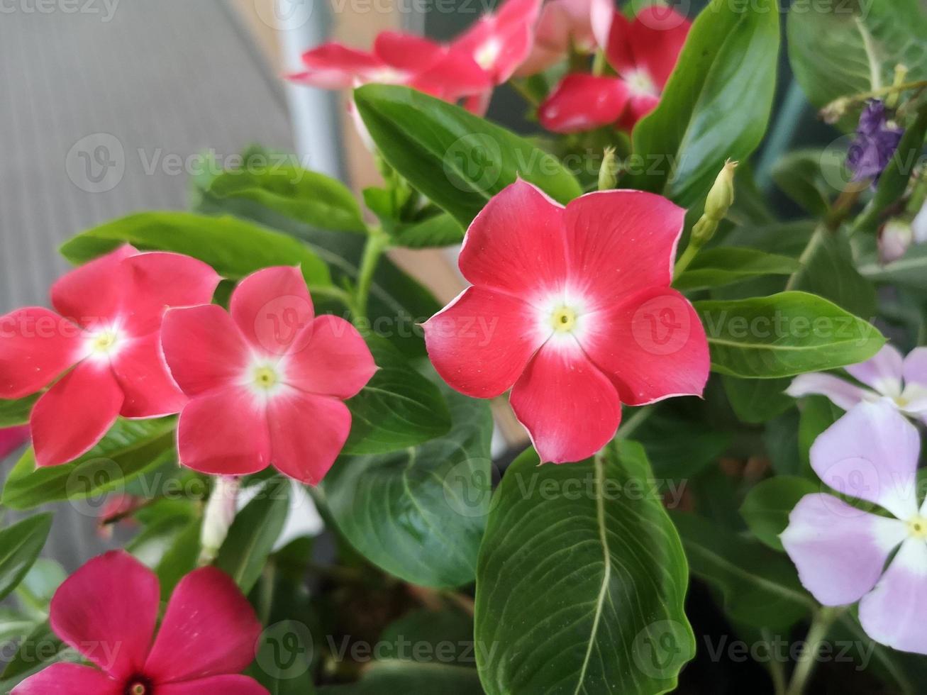 jazmín de cayena, bígaro, catharanthus rosea, bígaro de madagascar, vinca, apocynaceae nombre jardín de flores en el fondo borroso de la naturaleza, bígaro de las indias occidentales, bígaro de madagascar foto