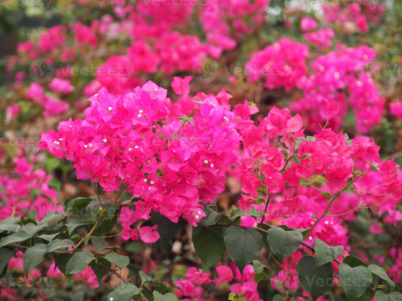 Magnoliophyta Scientific name Bougainvillea Paper flower dark pink color on blurred of nature background photo