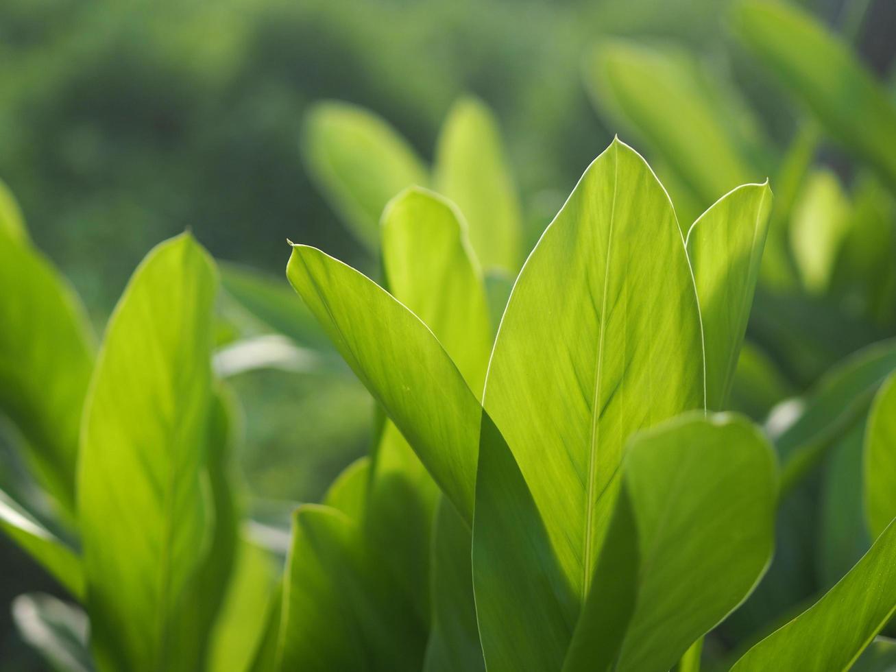 Closeup nature view of green leaf in garden at summer under sunlight. Natural green plants landscape using as a background or wallpaper. photo