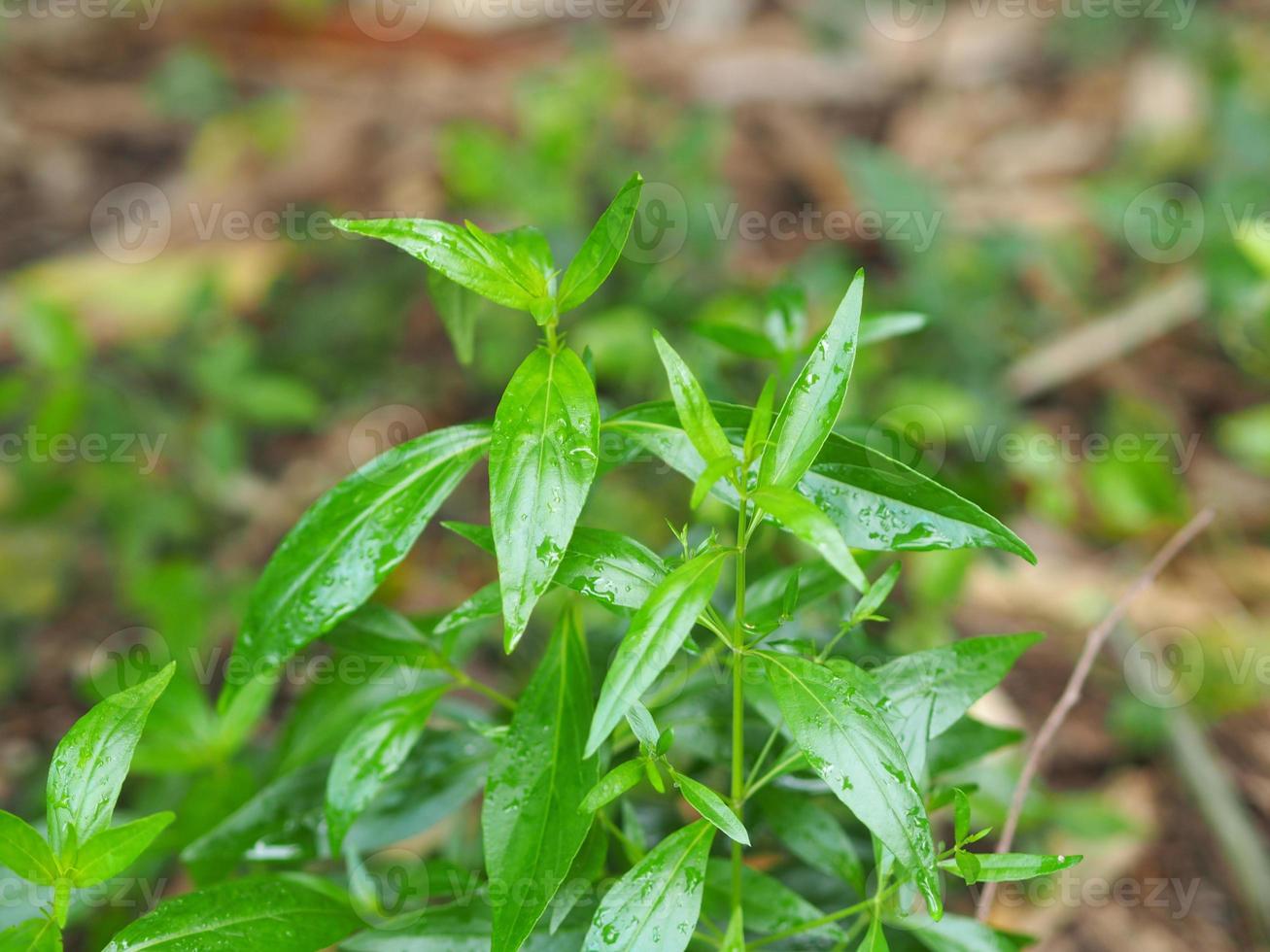 King of bitters scientific Andrographis paniculata Burm, Wall. Ex Nees, Fah Talai jhon, Thai herbs relieve sore throat, reduce fever, heat up the cold green leaves vegetable nature coronavirus covid19 photo