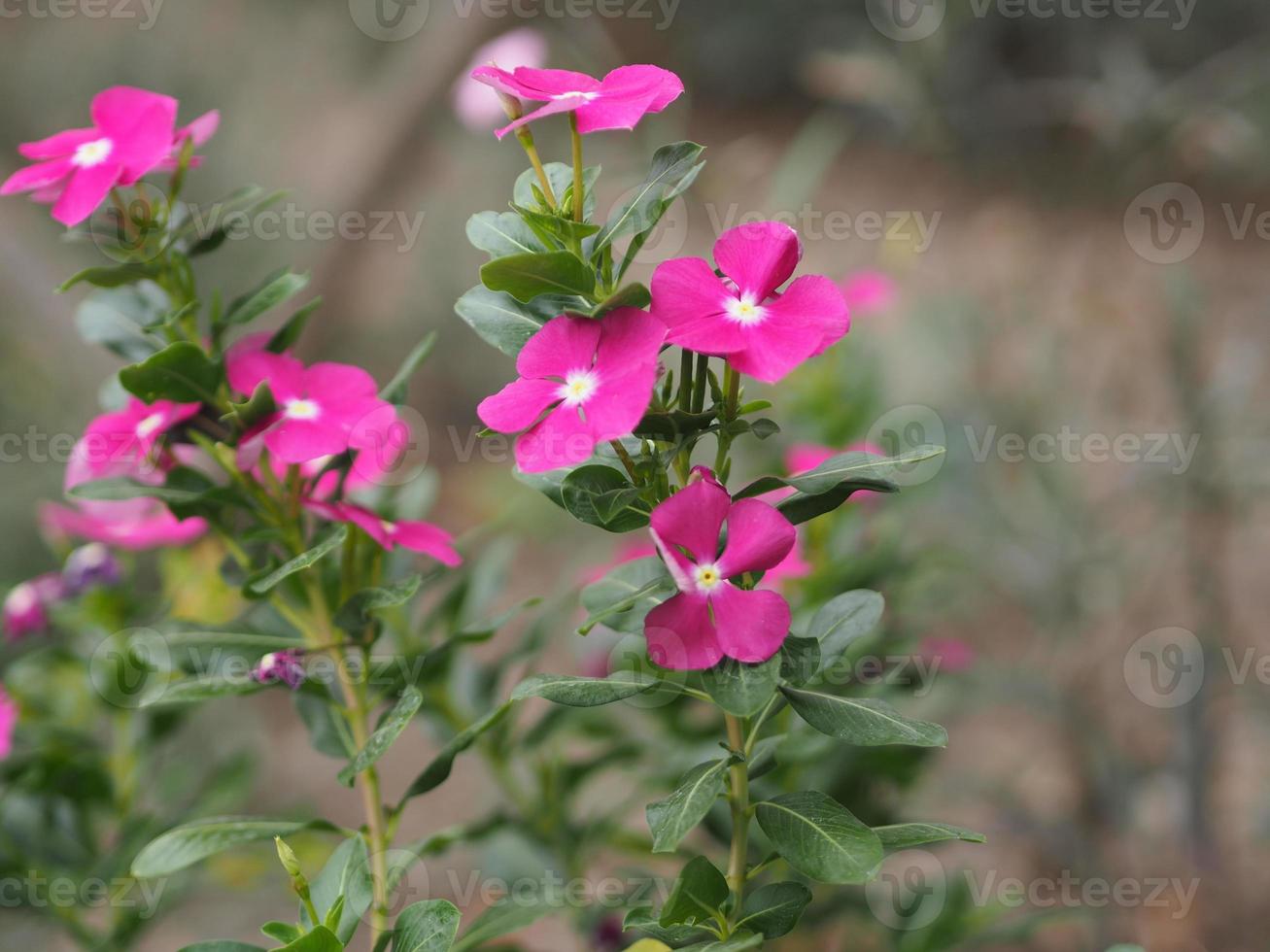 Common name West Indian, Madagascar, Bringht eye, Indian, Cape, Pinkle-pinkle, Vinca, Cayenne jasmine, Rose periwinkle, Old maid Scientific name Catharanthus roseus flower have pink color photo