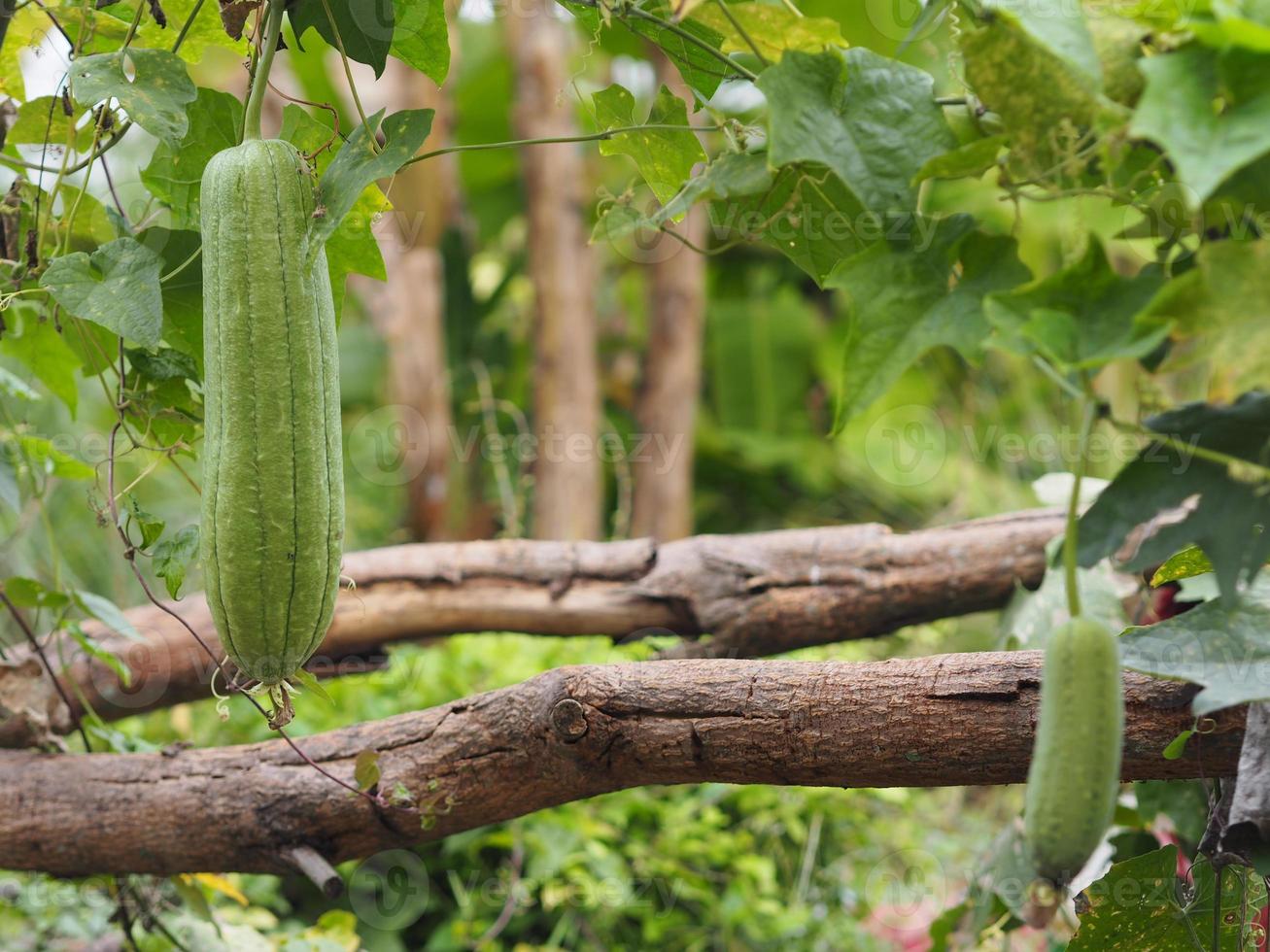 luffa acutangular, Cucurbitaceae green vegetable fresh in garden on nature background photo