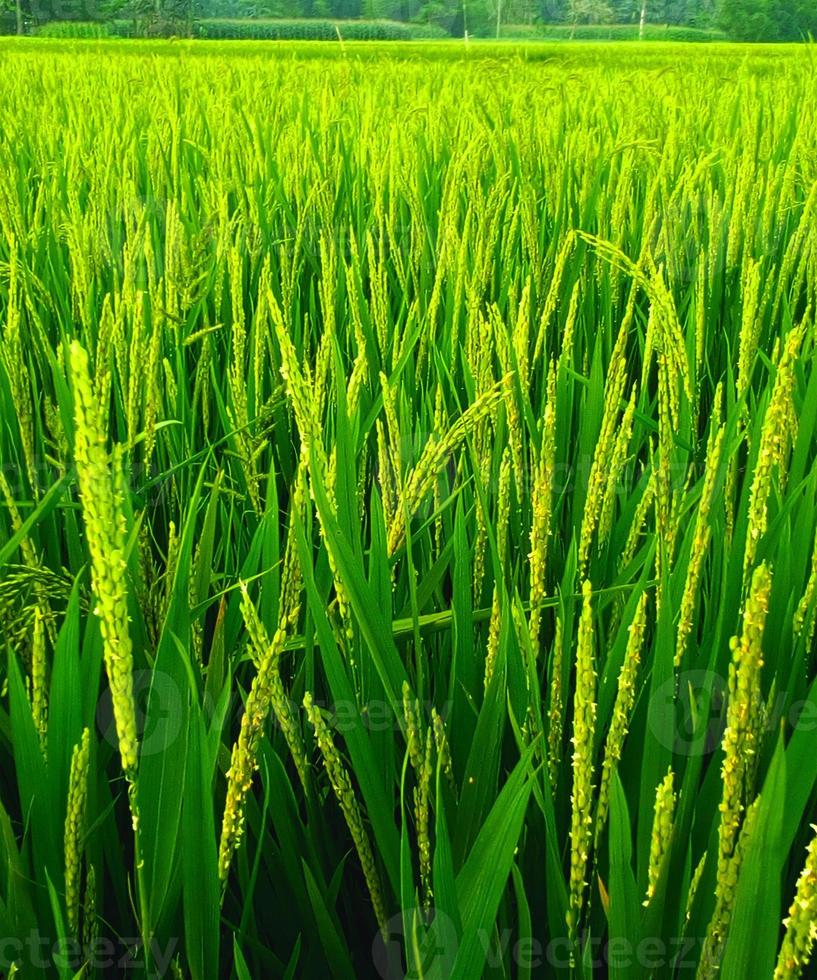 Rice field. Closeup of yellow paddy rice field with green leaf and Sunlight. Rice field on rice paddy green color photo