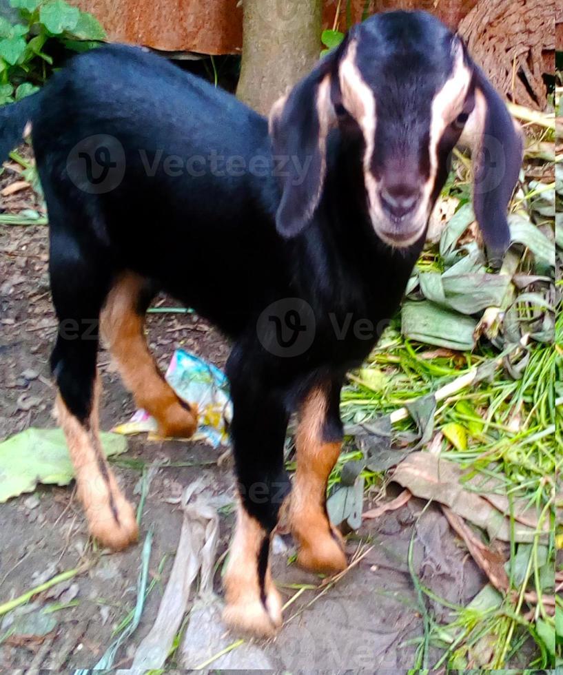 cabra. retrato de una cabra en una granja en el pueblo foto