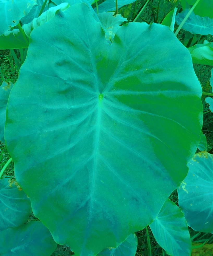 Colocasia leaves kachu pata in a small village in Bangladesh photo