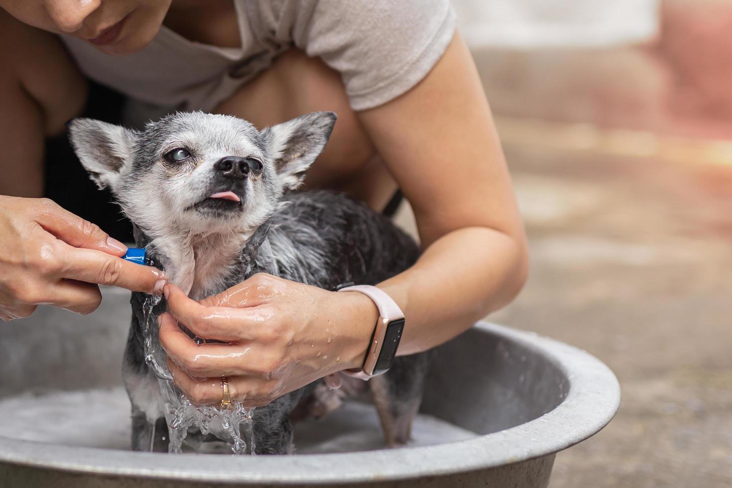 Woman shower Chihuahua dog in basket outdoors at home. photo