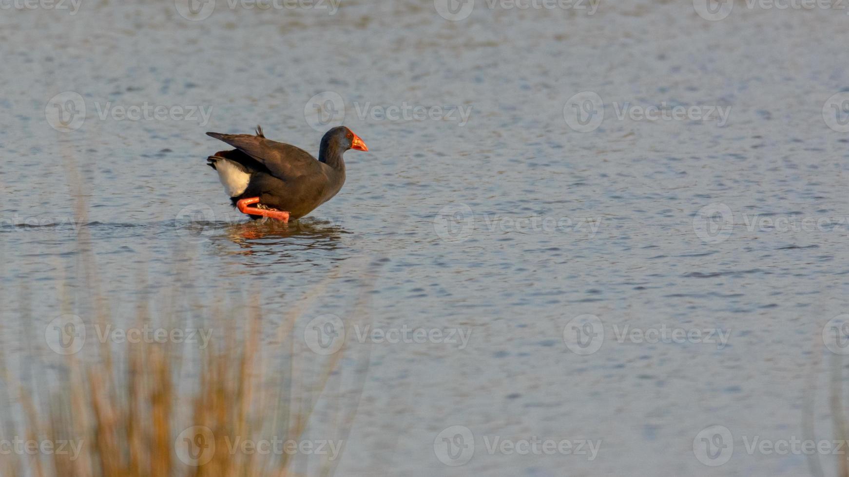 purple gallinule,Porphyrio porphyrio wading wetland in search of food in natural park of mallorca spain photo