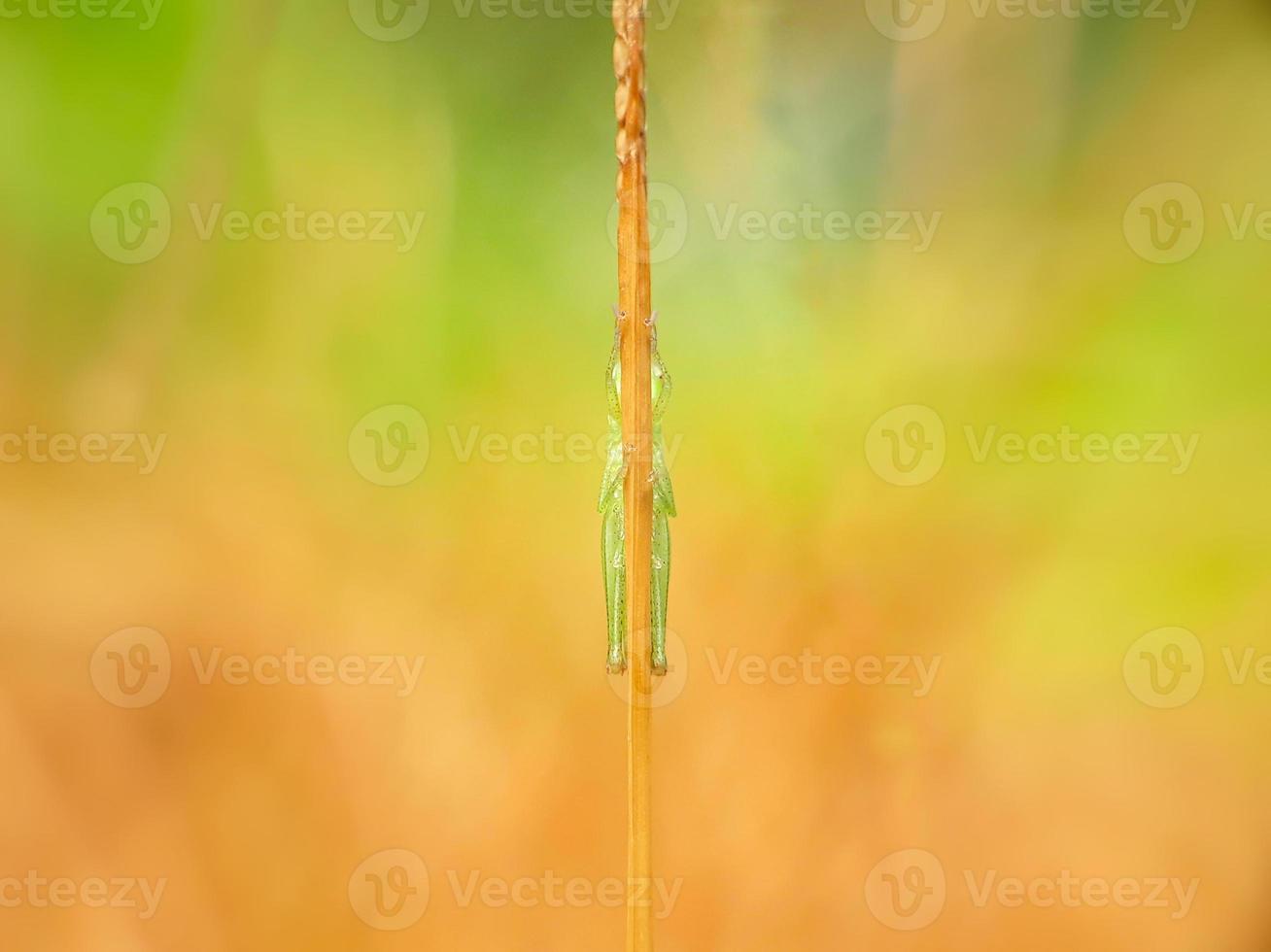 Grasshopper behind weeds against a natural background photo