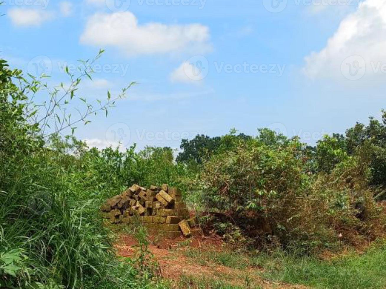 vegetación naturaleza jardín paisaje ecológico con granja, flores, sol, cascada, jardinería del día de la tierra fotografía de fondo de verano imágenes naturales foto