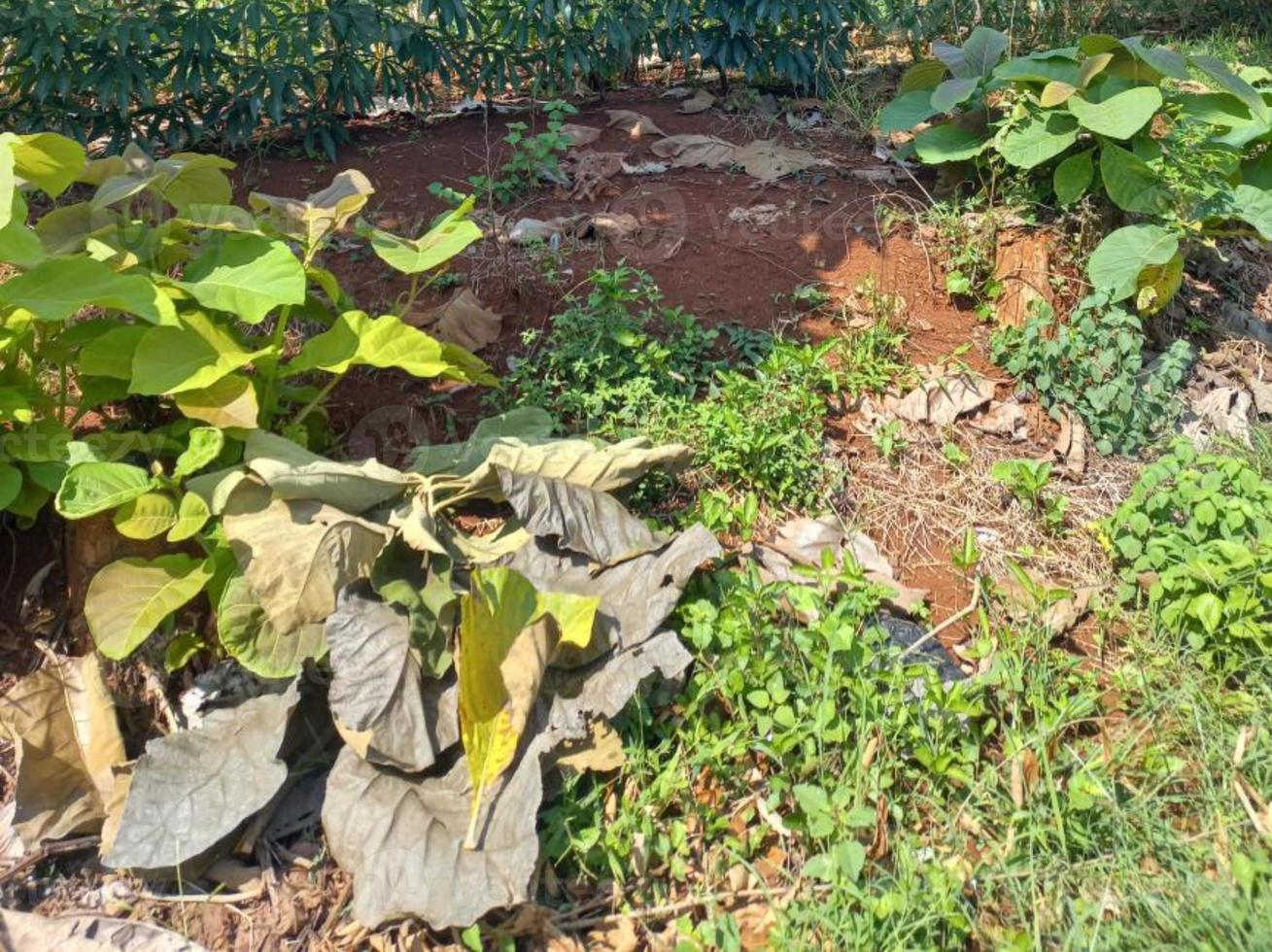 vegetación naturaleza jardín paisaje ecológico con granja, flores, sol, cascada, jardinería del día de la tierra fotografía de fondo de verano imágenes naturales foto