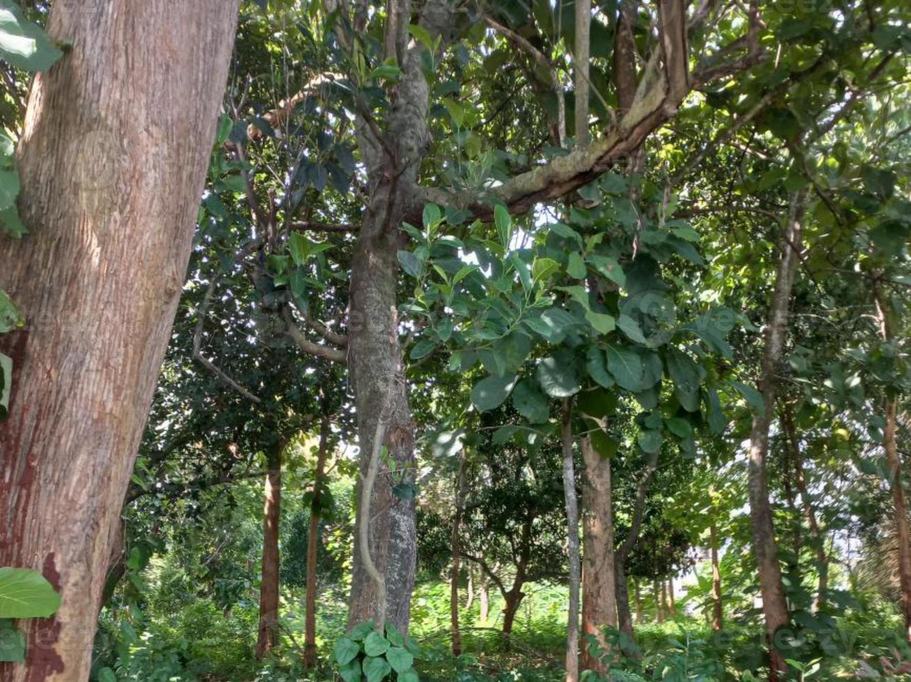 vegetación naturaleza jardín paisaje ecológico con granja, flores, sol, cascada, jardinería del día de la tierra fotografía de fondo de verano imágenes naturales foto