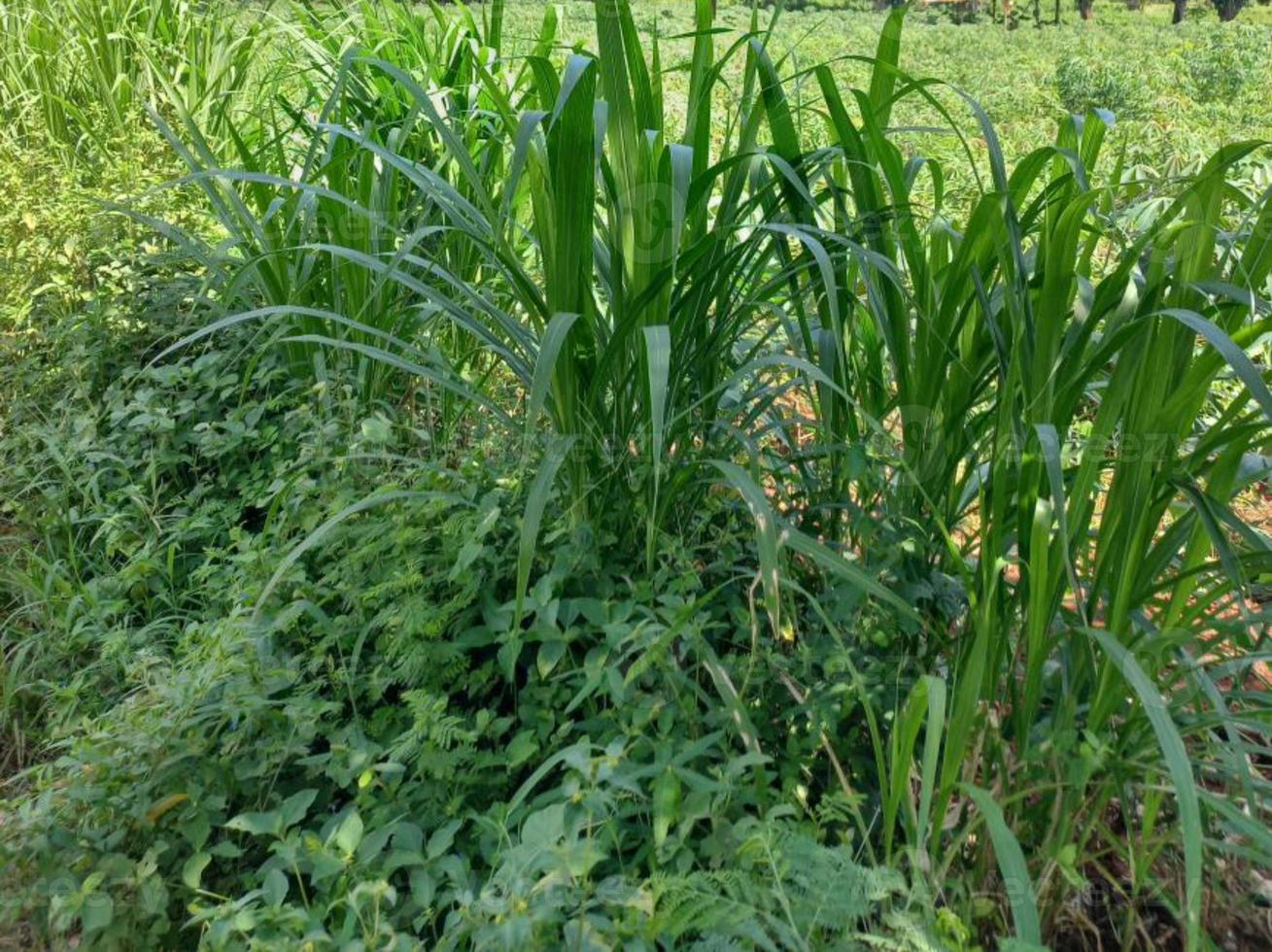 Greenery Nature Garden Ecological landscape with farm, flowers, sun, waterfall, gardening of earth day summer background photography natural images photo