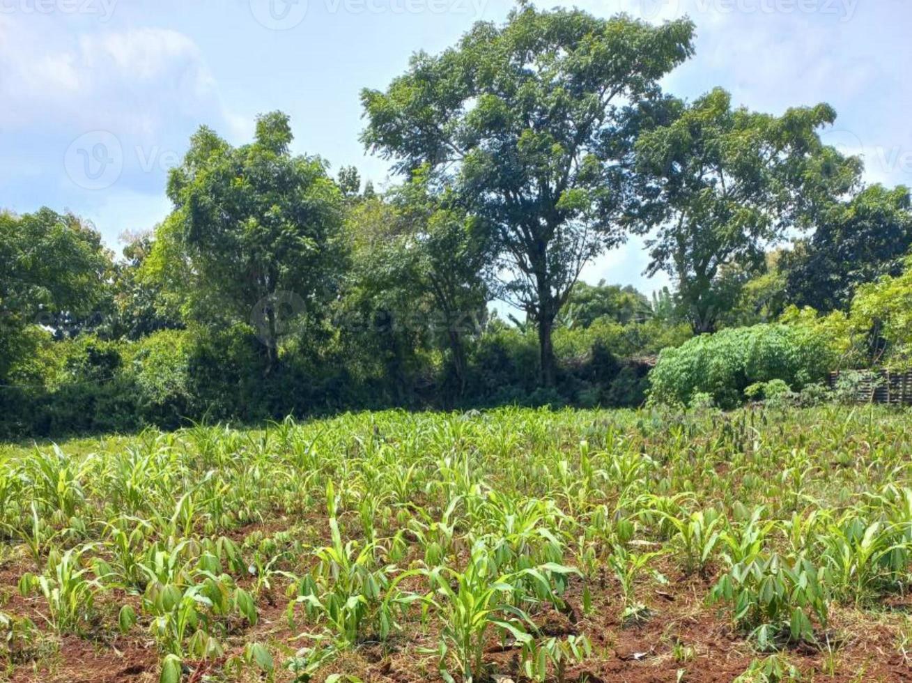 vegetación naturaleza jardín paisaje ecológico con granja, flores, sol, cascada, jardinería del día de la tierra fotografía de fondo de verano imágenes naturales foto