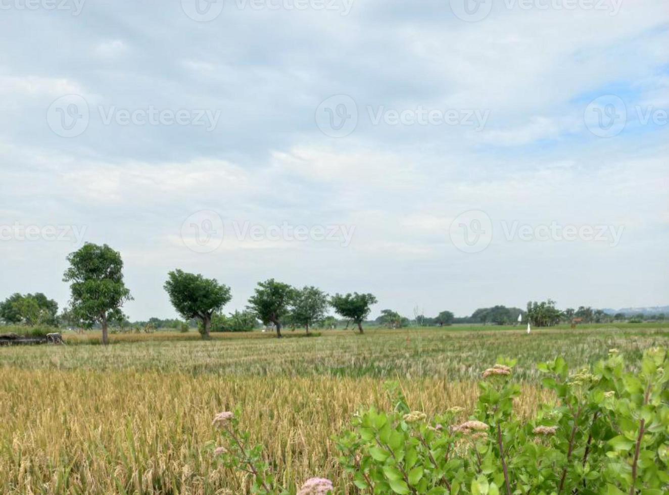 vegetación naturaleza jardín paisaje ecológico con granja, flores, sol, cascada, jardinería del día de la tierra fotografía de fondo de verano imágenes naturales foto