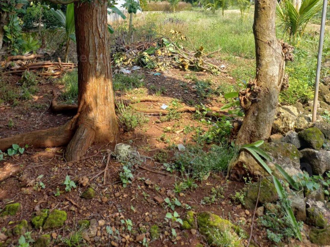 vegetación naturaleza jardín paisaje ecológico con granja, flores, sol, cascada, jardinería del día de la tierra fotografía de fondo de verano imágenes naturales foto