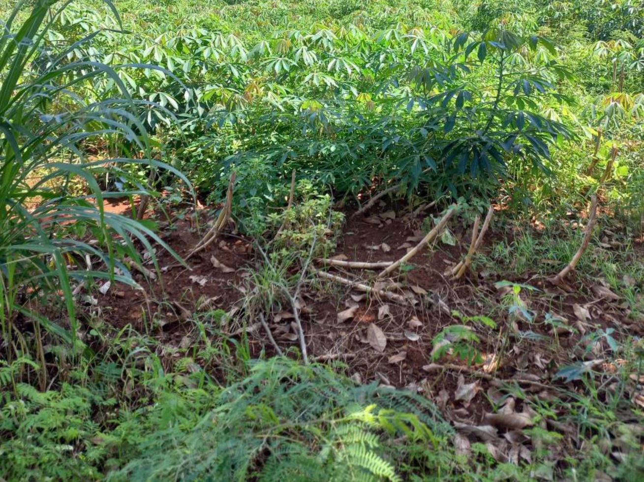 vegetación naturaleza jardín paisaje ecológico con granja, flores, sol, cascada, jardinería del día de la tierra fotografía de fondo de verano imágenes naturales foto