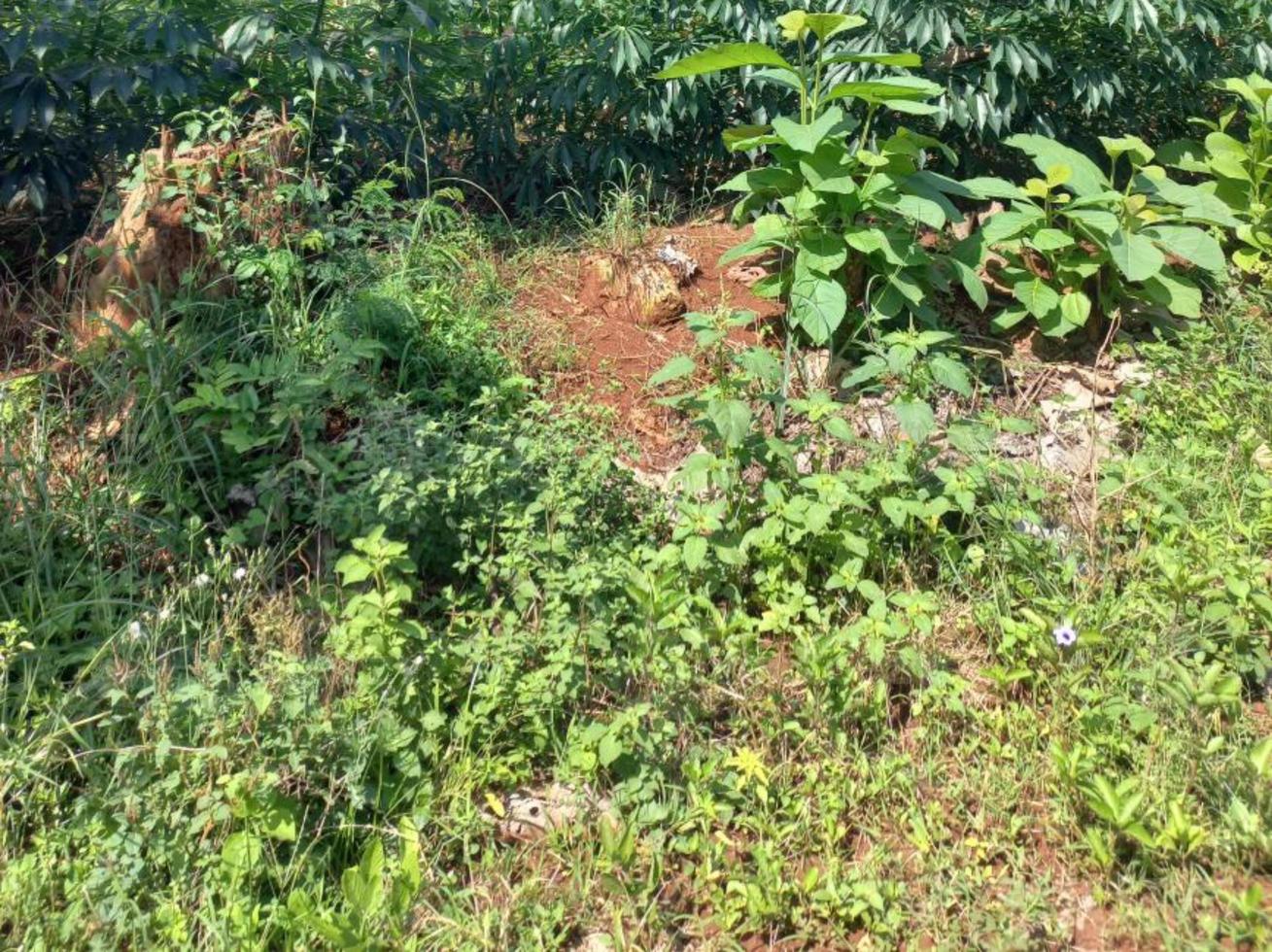 Greenery Nature Garden Ecological landscape with farm, flowers, sun, waterfall, gardening of earth day summer background photography natural images photo