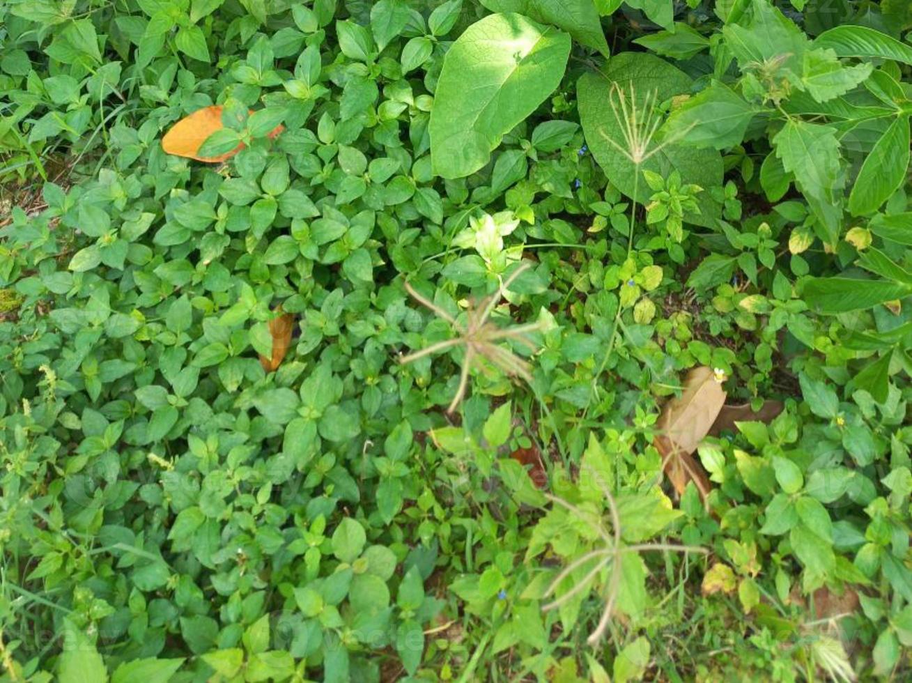 Greenery Nature Garden Ecological landscape with farm, flowers, sun, waterfall, gardening of earth day summer background photography natural images photo