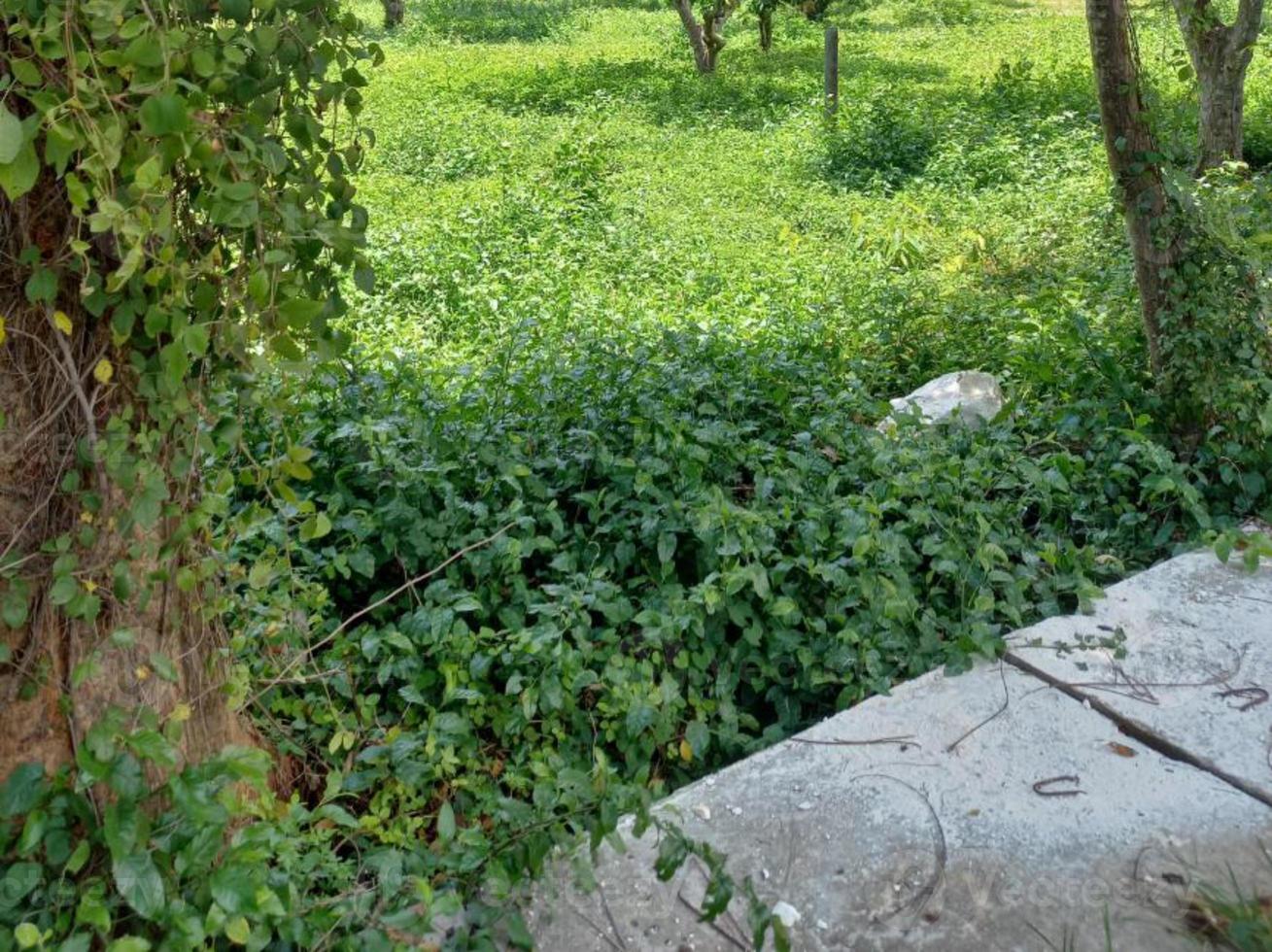 vegetación naturaleza jardín paisaje ecológico con granja, flores, sol, cascada, jardinería del día de la tierra fotografía de fondo de verano imágenes naturales foto