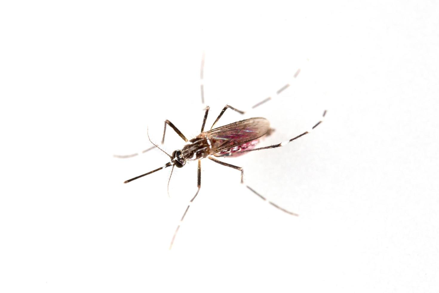 Mosquito on white background photo