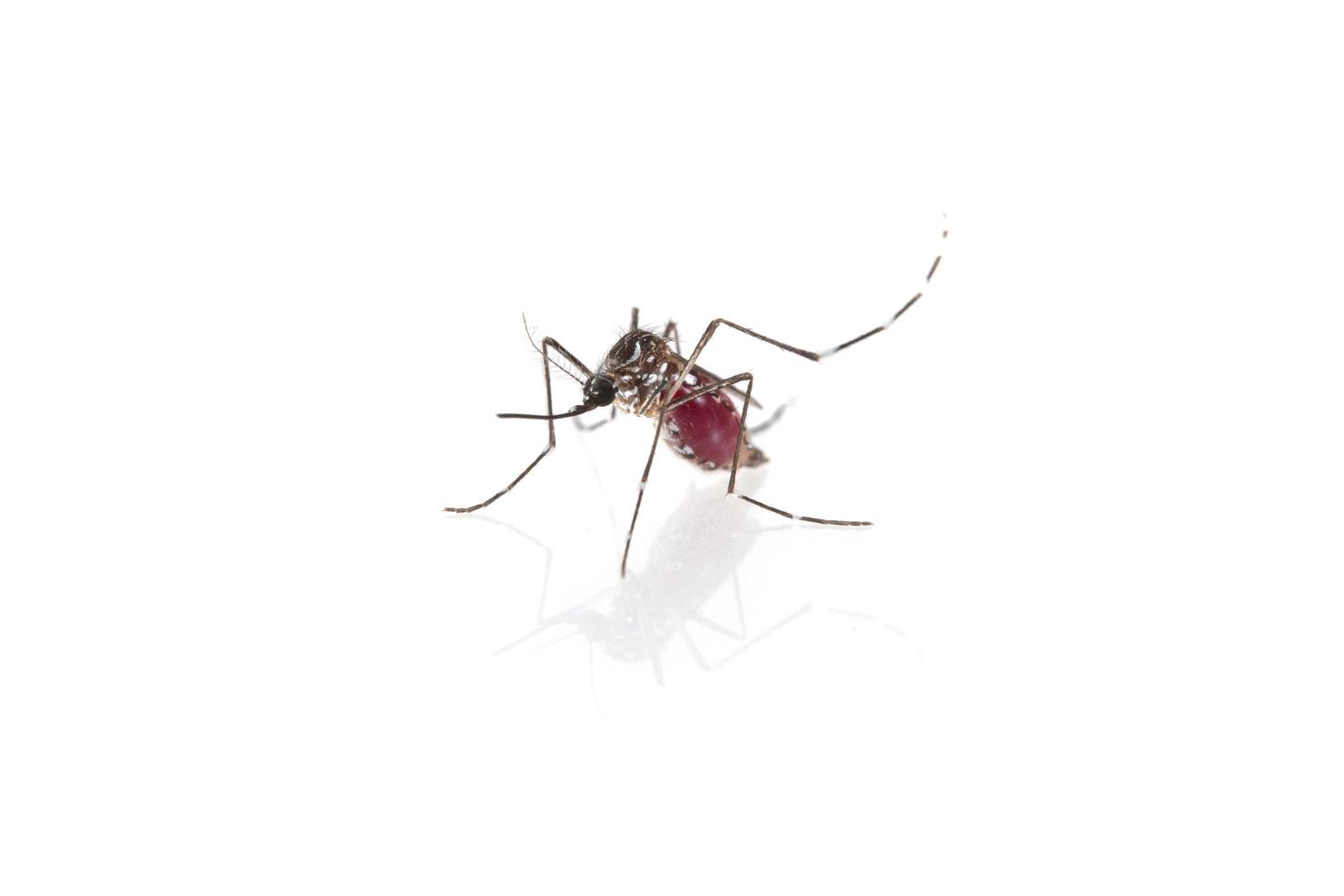 Mosquito on white background photo