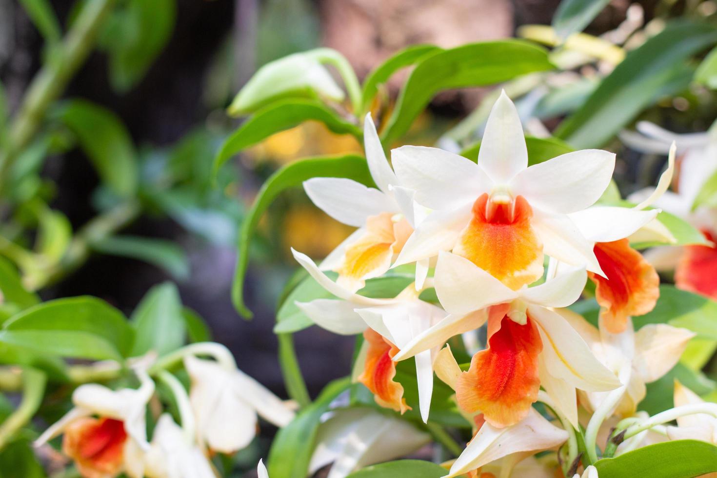 las orquídeas blancas y anaranjadas florecen en un fondo borroso de hojas y flores. flores de orquídeas de primavera tomadas en una exposición en tailandia durante el día. enfoque selectivo. foto