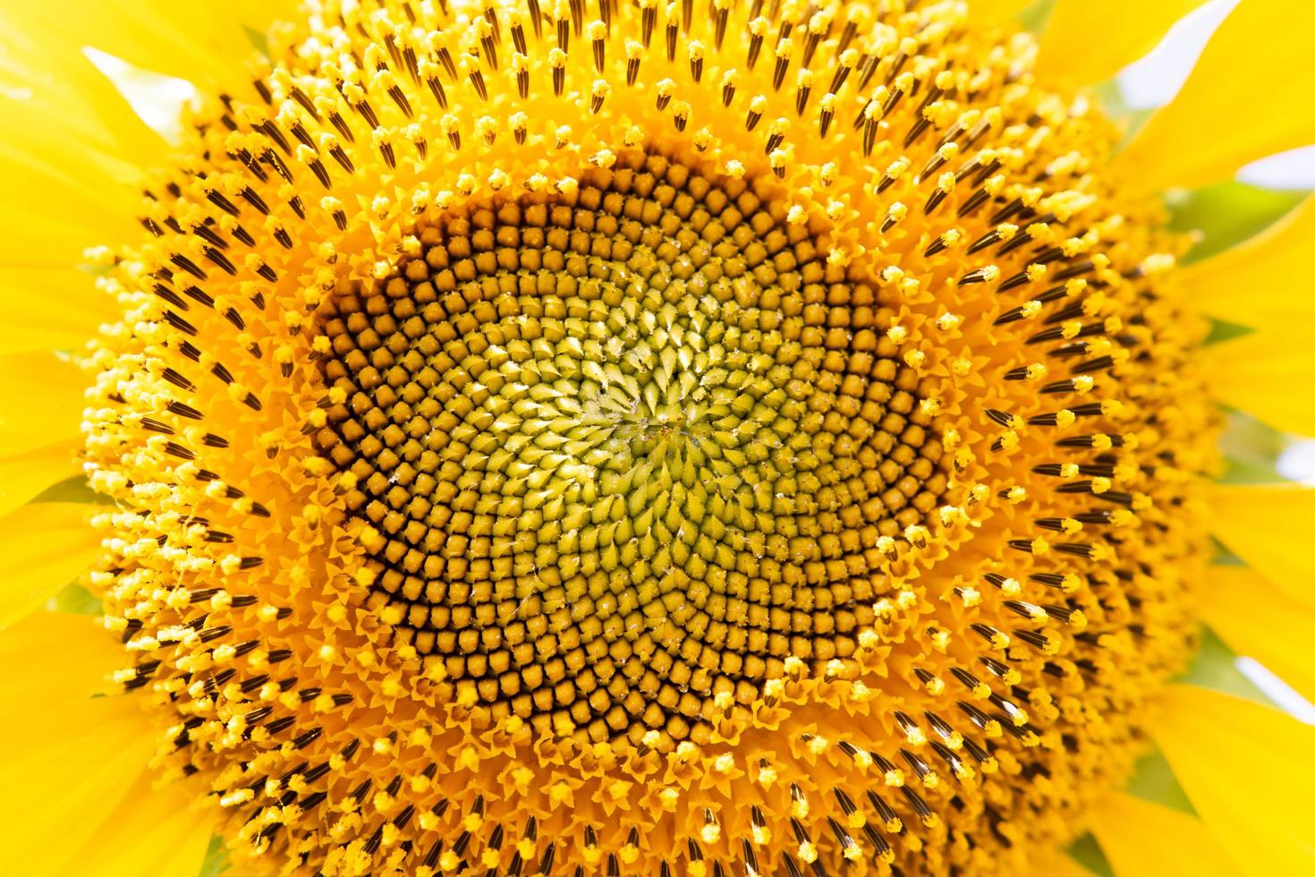 Close-up view of sunflower, showing details in the center of the flower photo