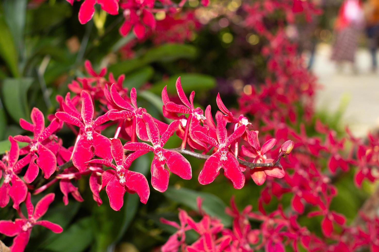 flor de orquídeas rojas sobre un fondo oscuro. flores de orquídeas de primavera tomadas en una exposición en tailandia durante el día. enfoque selectivo. foto