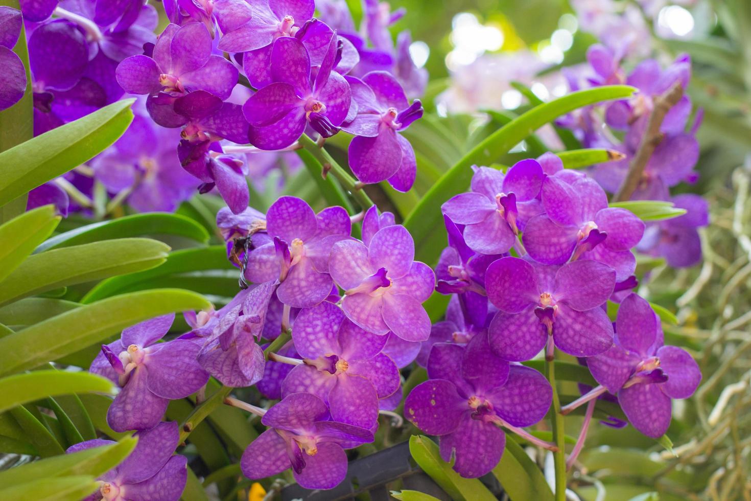 purple orchids flower on a leaf and flower blured background.spring orchid flowers taken at an exhibition in Thailand during the day time.selective focus. photo