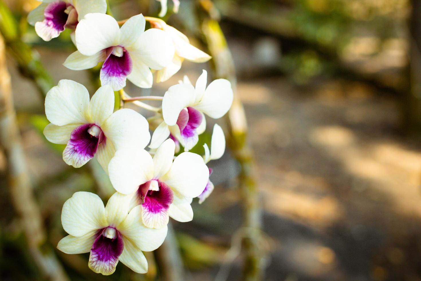 white and pink orchids flower on a green left blured background.spring orchid flowers taken at an exhibition in Thailand during the day time.selective focus. photo